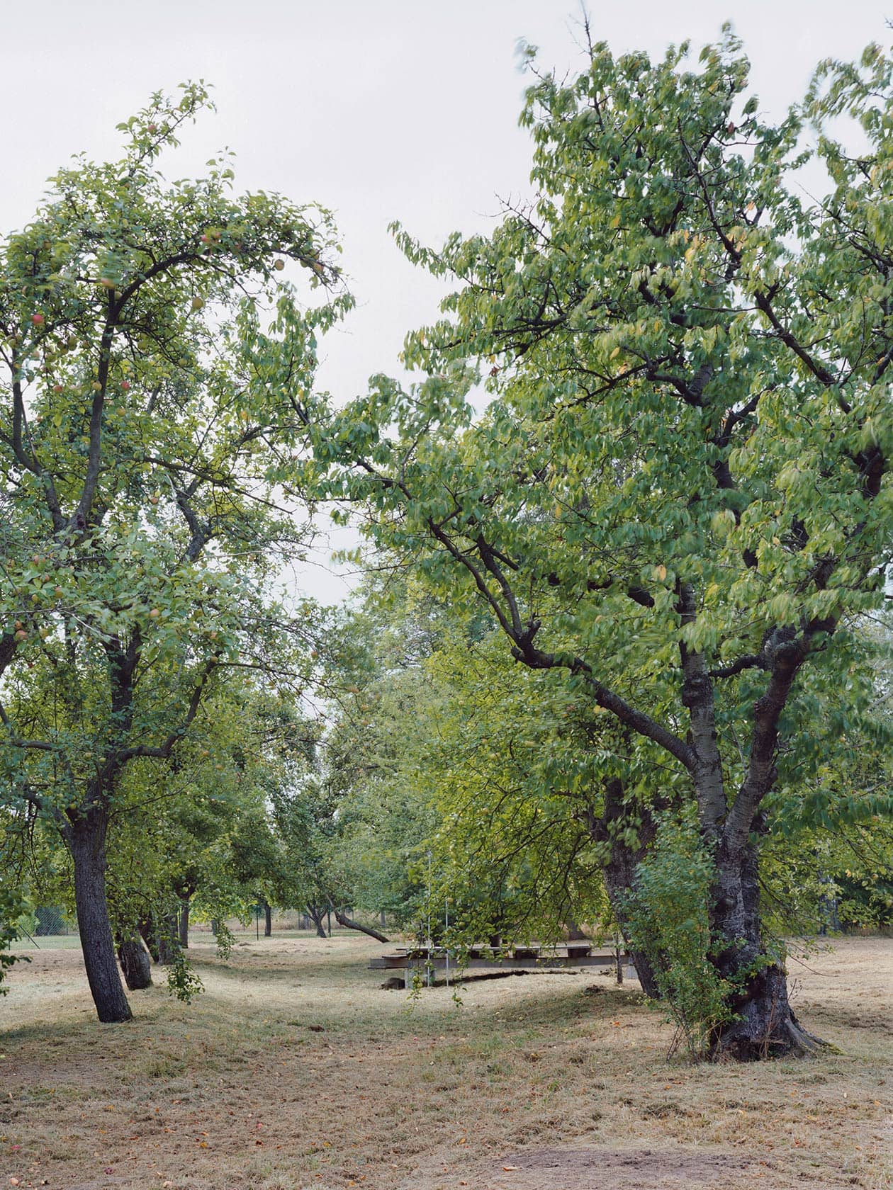 Tree population at “Neufert House”, Weimar